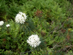 Rhododendron tomentosum